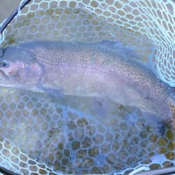 サクラマスを釣りに行ったんだが ～平谷湖フィッシングスポット～
